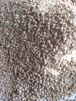 jual kemiri