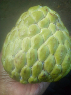 BUAH SRIKAYA BANGKOK