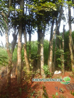 jual pohon akasia golden 