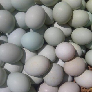 Telur bebek konsumsi