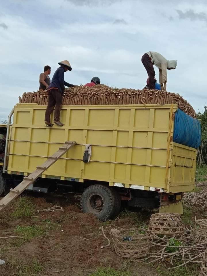 Jual segala jenis Ketela dari petani untuk kerjasama jangka panjang