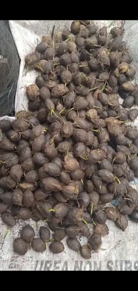 bibit betara jambi cambah