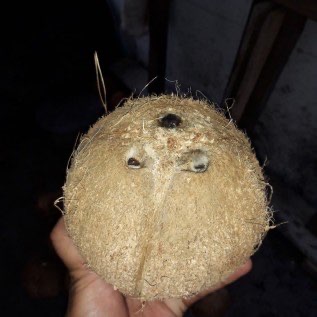 Jual Kelapa Tua 
