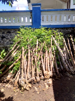 Jual bibit Lamtoro Cangkok khusus pakan ternak