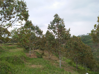 di jual villa + kandang sapi + pohon durian