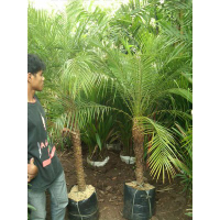 jual pohon palen phoenix 