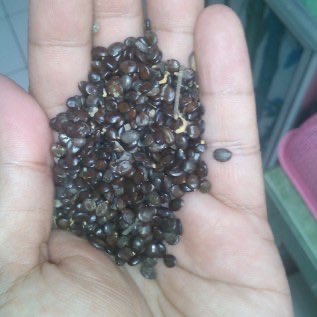 Jual Benih Formis (Acacia auriculiformis)