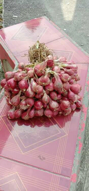 bibit bawang merah