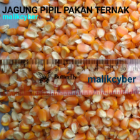 Jagung pipil besar pakan ternak hewan Ayam unggas burung dara