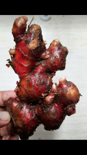 Jahe Merah