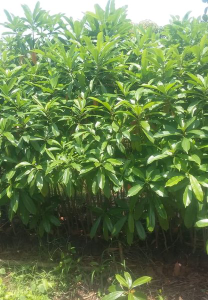 jual pohon bintaro dll.