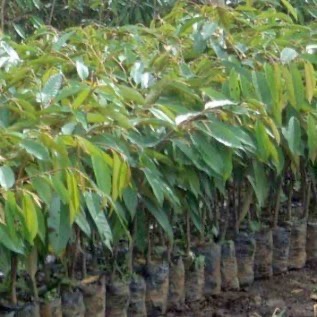 Bibit Durian Musang King, Montong Jingga, Kani dan Bintana 