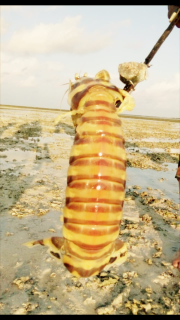 Udang Ronggeng
