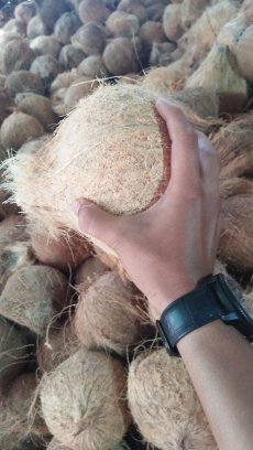 kelapa tua