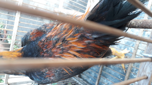 ayam kampung hidup kiloan