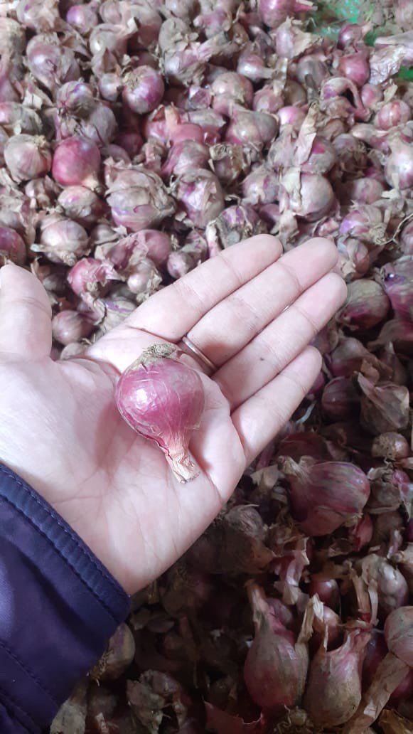 Bawang Merah Karet Kering
