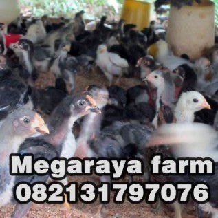 Jual DOC Ayam Joper di Banyuwangi
