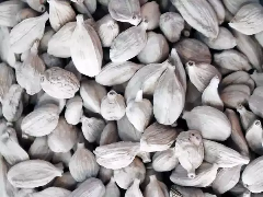 kapulaga putih panjang