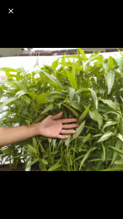 Sayur Kangkung Hidroponik 100gr