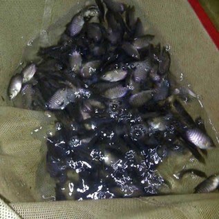 Bibit ikan Gurami Soang