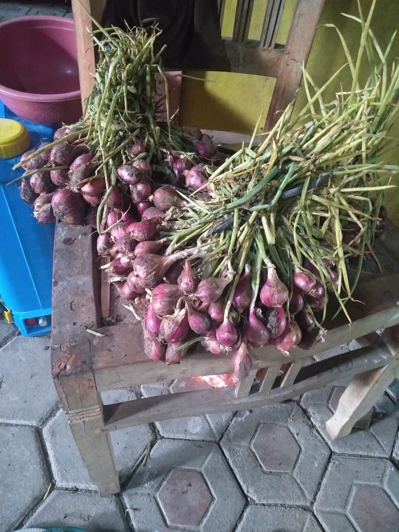 bawang Merah