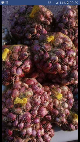 bawang merah