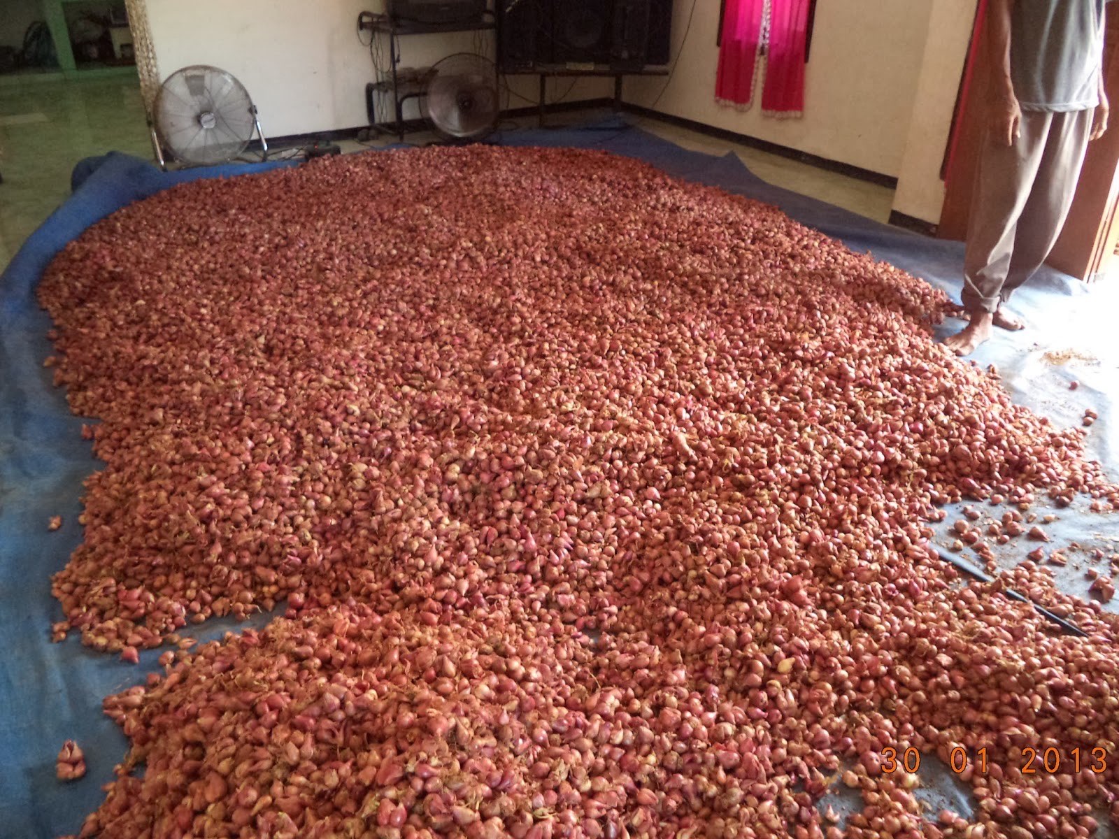 BAWANG MERAH asli kedungadem