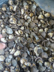 cangkang kemiri