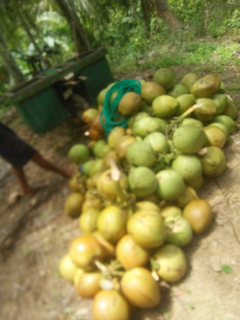 kelapa muda