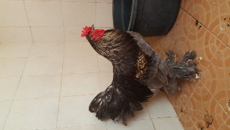 Ayam Brahma Ningrat