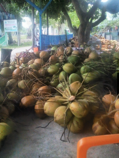 kelapa tua dan kelapa muda