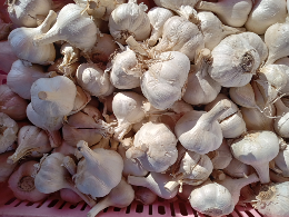 bawang putih