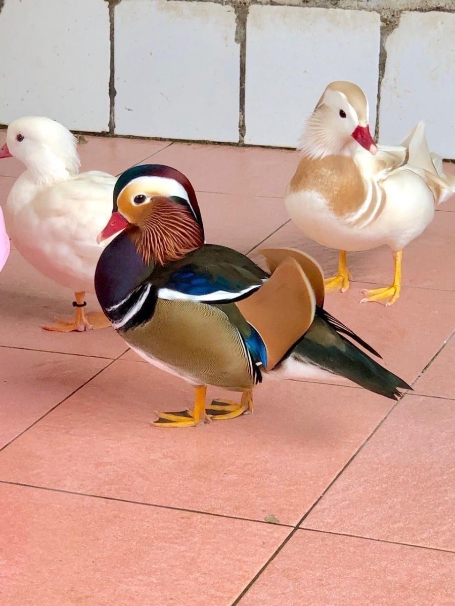 Bebek Mandarin sepasang / 3 ekor