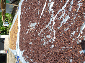 Cengkeh Kering