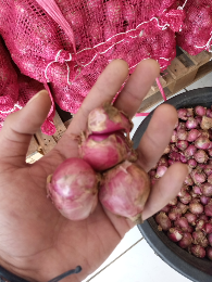 bawang merah garut