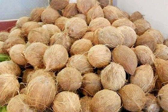MENJUAL KELAPA TUA DAN MUDA
