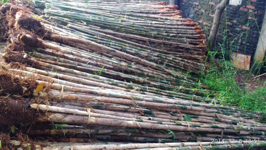 jual pohon bambu jepang 