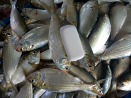 Special ikan laut