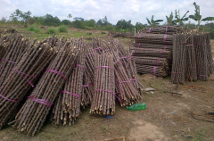 Beli batang Kayu pohon Singkong