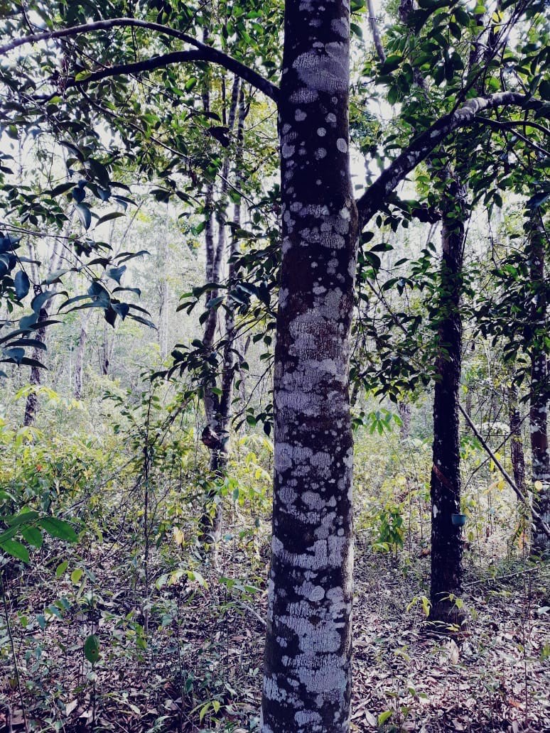 Jual Pohon Gaharu