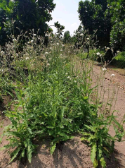 jual daun tempuyung kering