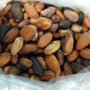 Biji Kakao (Coklat)