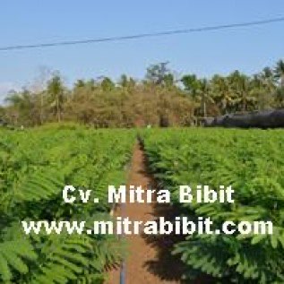 Bibit Sengon , Albasia ,Jeinjing super murah di Jawa Tengah