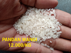 pandan wangi