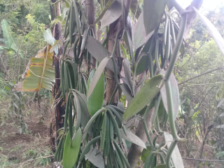Vanili basah
