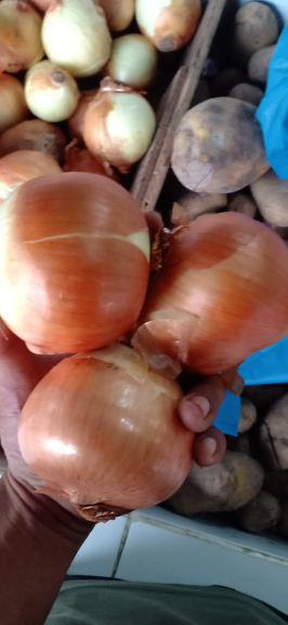 Bawang Bombay newzeland 60/80