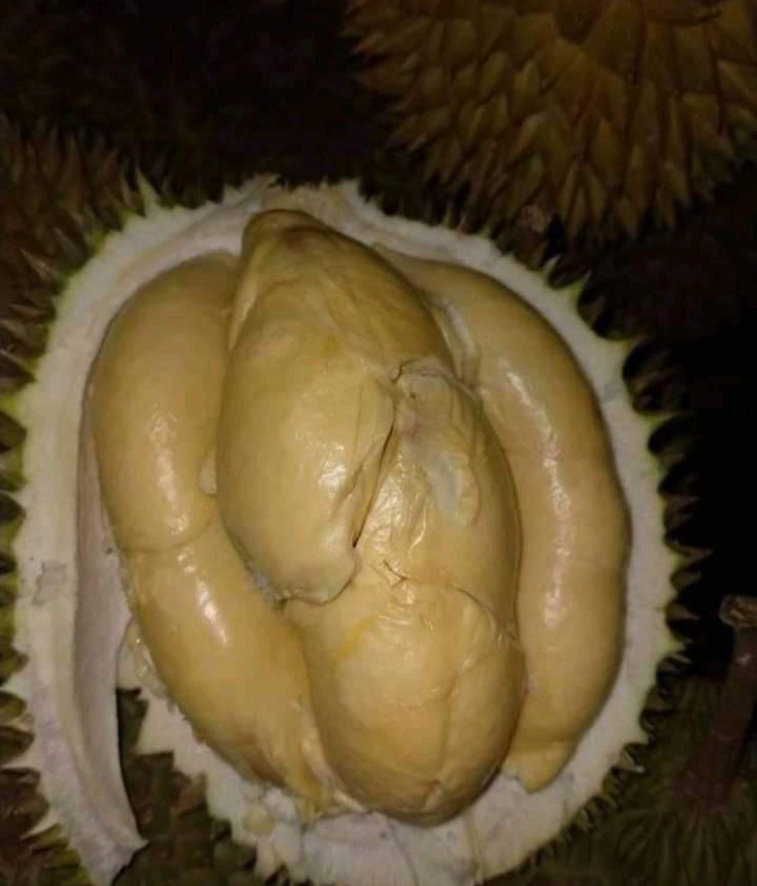 Durian Palembang 