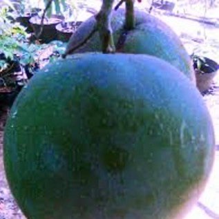 bibit mangga kelapa ukuran buah yang jumbo melimpah menguntungkan