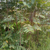 jual pohon eucalyptus.rainbow.pelangi.leda 