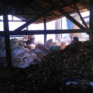 Jual ganggang cengkeh bekas sulingan 